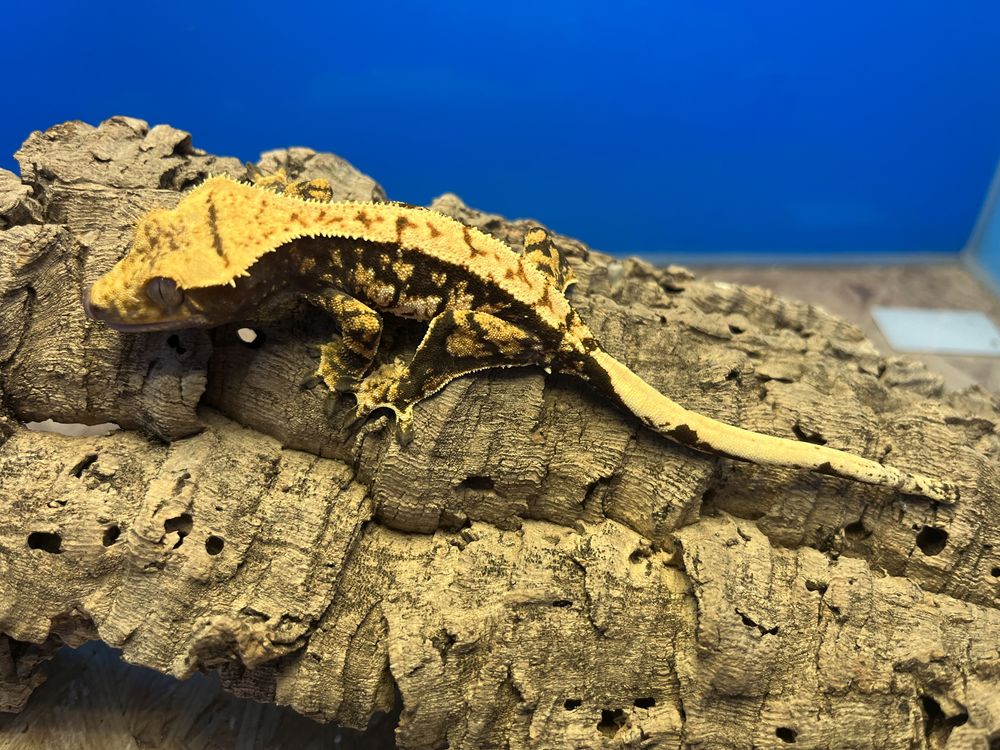 Gekon orzęsiony nsex samiec samica pinstripe , extreme #crazygeckospl