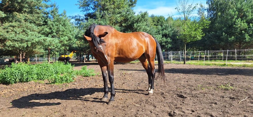 Klacz-kłusak francuski do adopcji