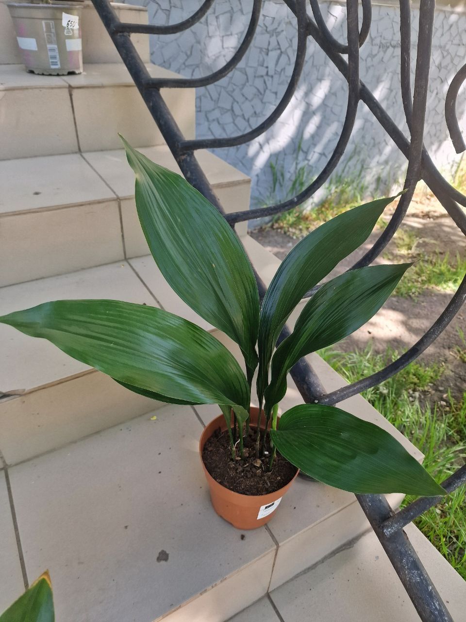Аспідістра. Аспидистра Aspidistra