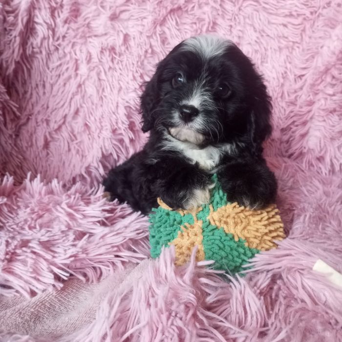 Cavapoo piesek czarny