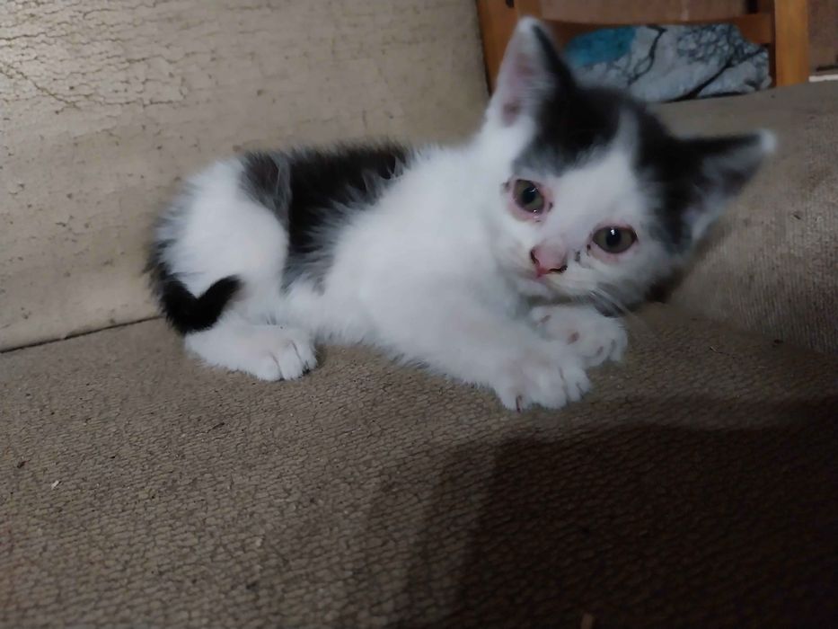 Oddam kotki za darmo ruda slaska