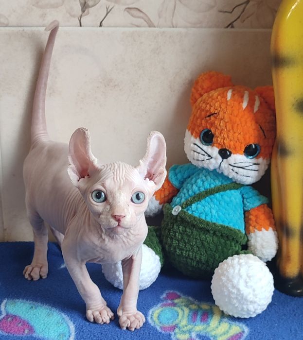 Котенок эльф мальчик