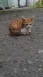 Отдадим котика в хорошие руки