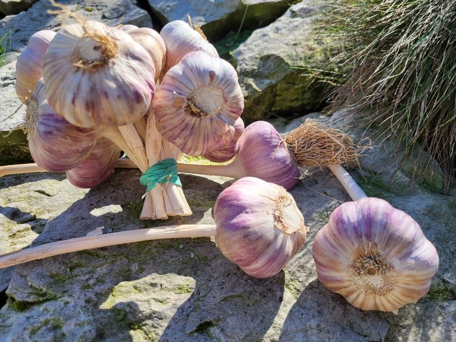 czosnek harnaś 15sztuk