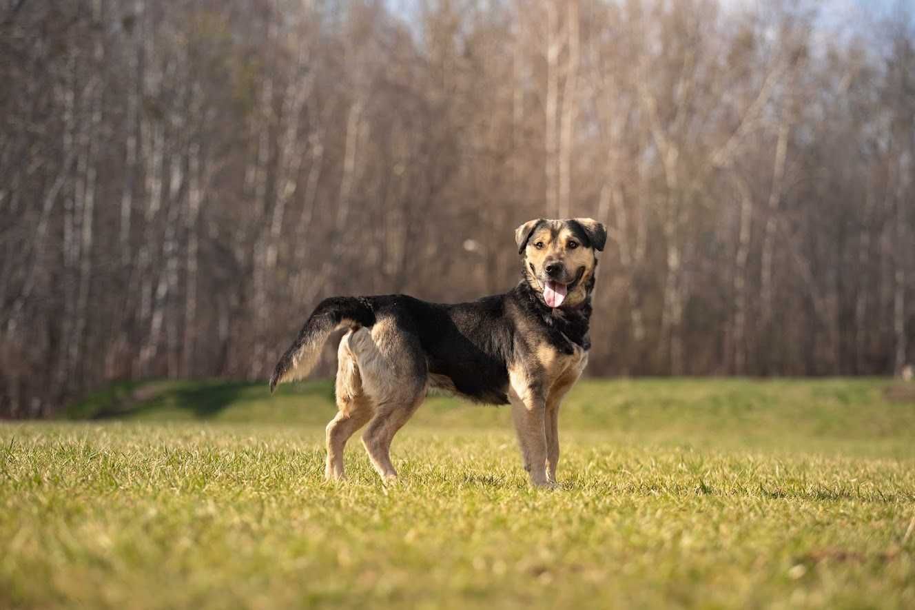 Pies Nr 62108 DENZEL Schronisko PsiKot Chorzów