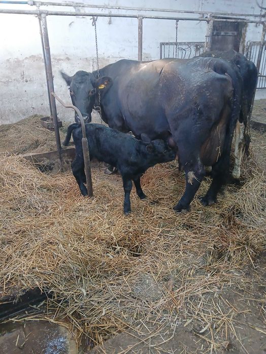 Krowa angus z cielakiem