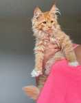 Śliczna rudo biała koteczka Maine Coon