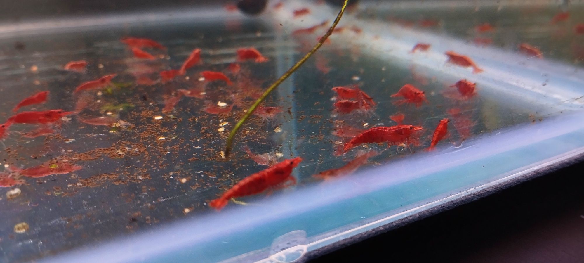 Camarões Red Fire