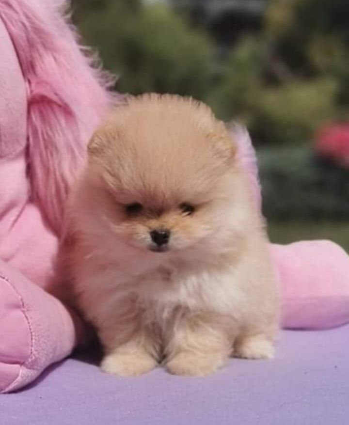 Reproduktor Szpic miniaturowy pomeranian ZKwP FCI