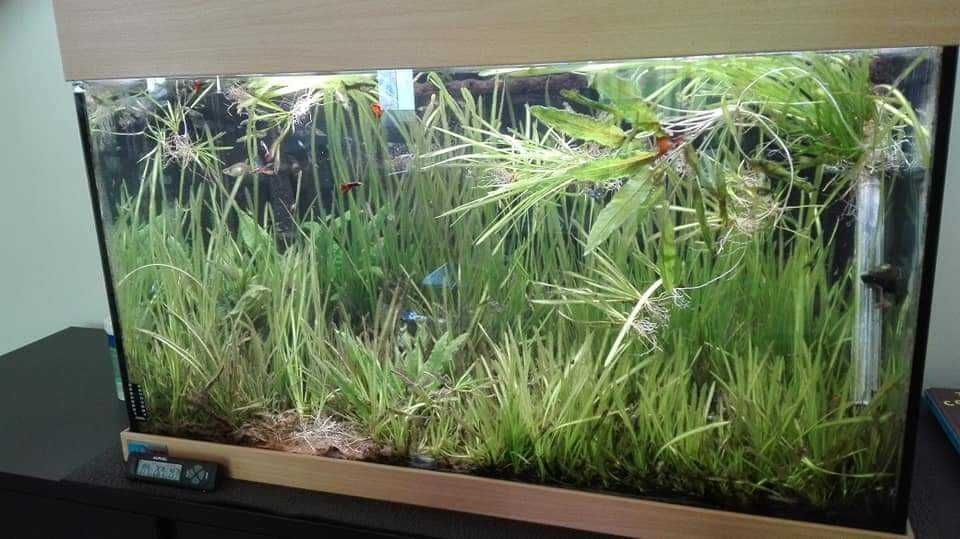 Aquário completo, bom material a bom preço!