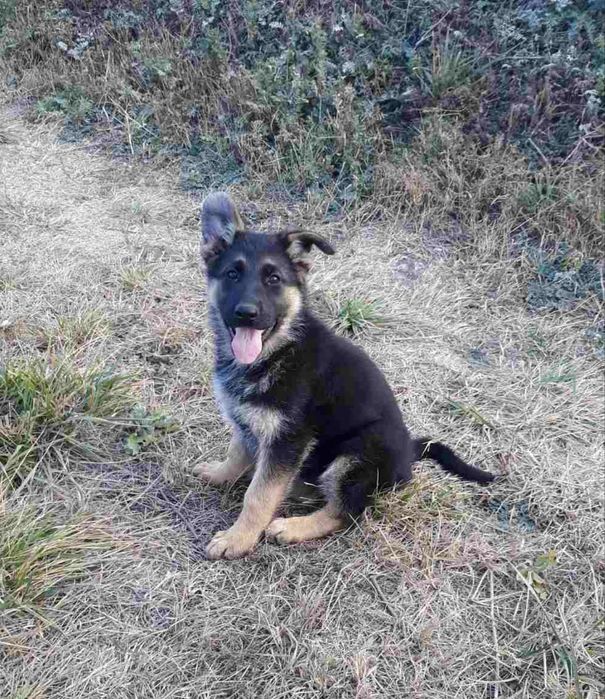 Щенок немецкой овчарки