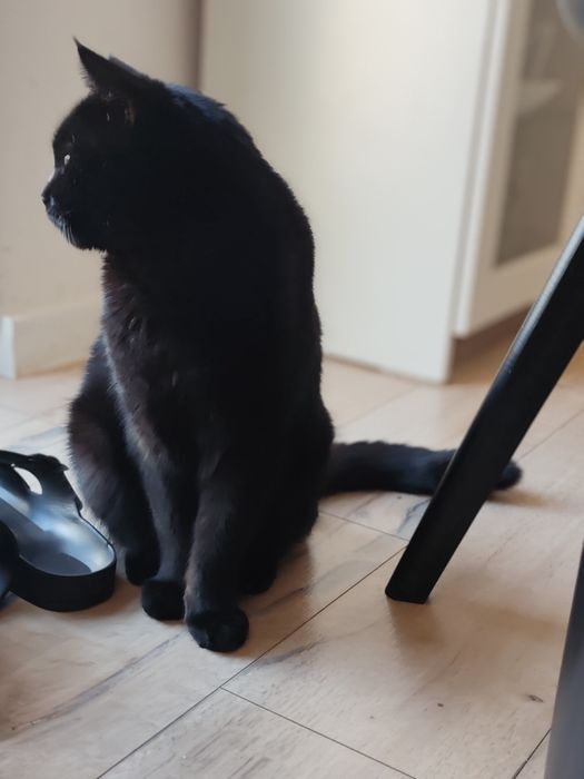 PILNE!!! Oddam koty w dobre rece PILNE!!!