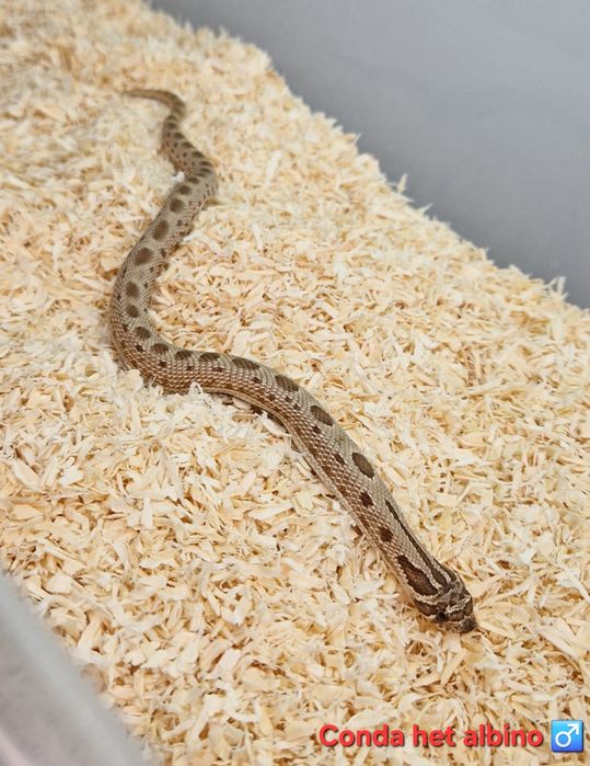 Heterodon zachodni samczyk