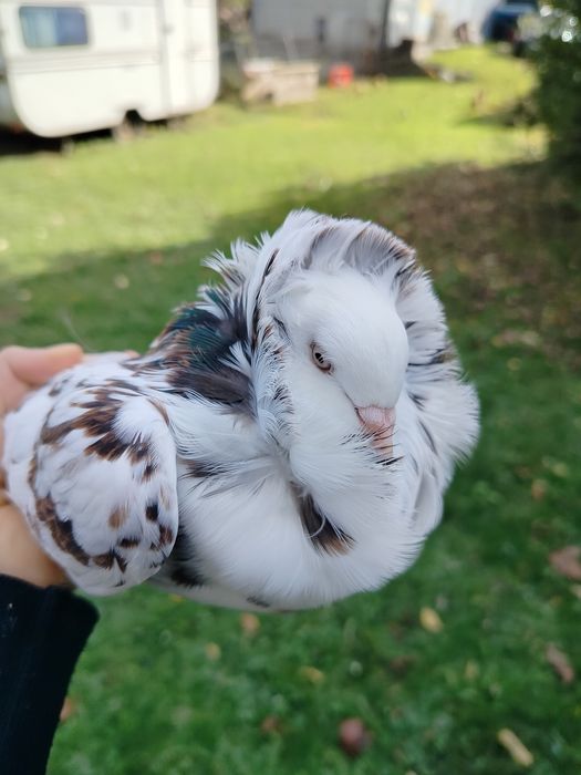 Gołąb kapucyn młody