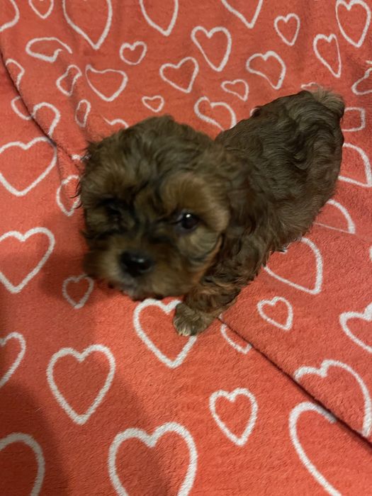 Shihpoo- uroczy piesek pudel, shih tzu