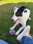 [DISPO] Clarice – 9 meses, cheia de energia (Labrador x Jack Russell)