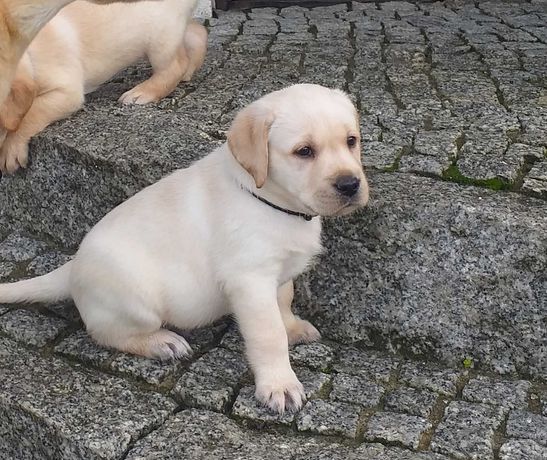 Szczeniak labrador retriever-piesek ZKwP FCI