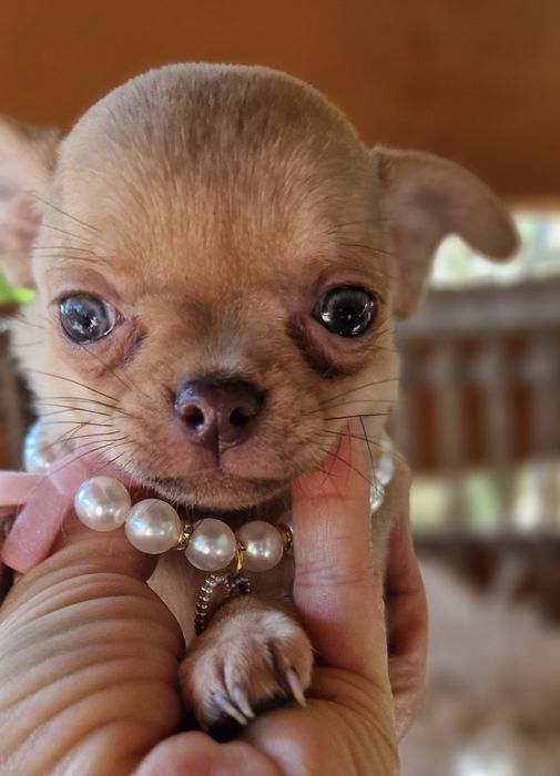 Chihuahua  piekna malutka dziewczynka