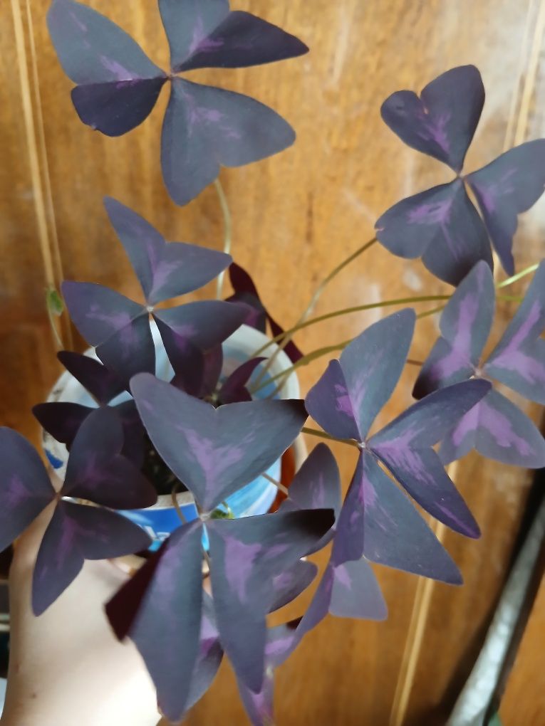 Кислиця трикутна Oxalis triangularis