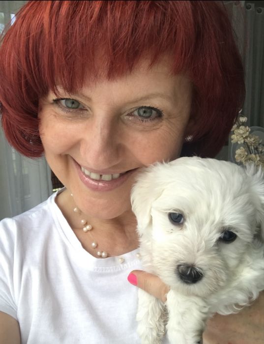 Bichon Frise piesek szczenię