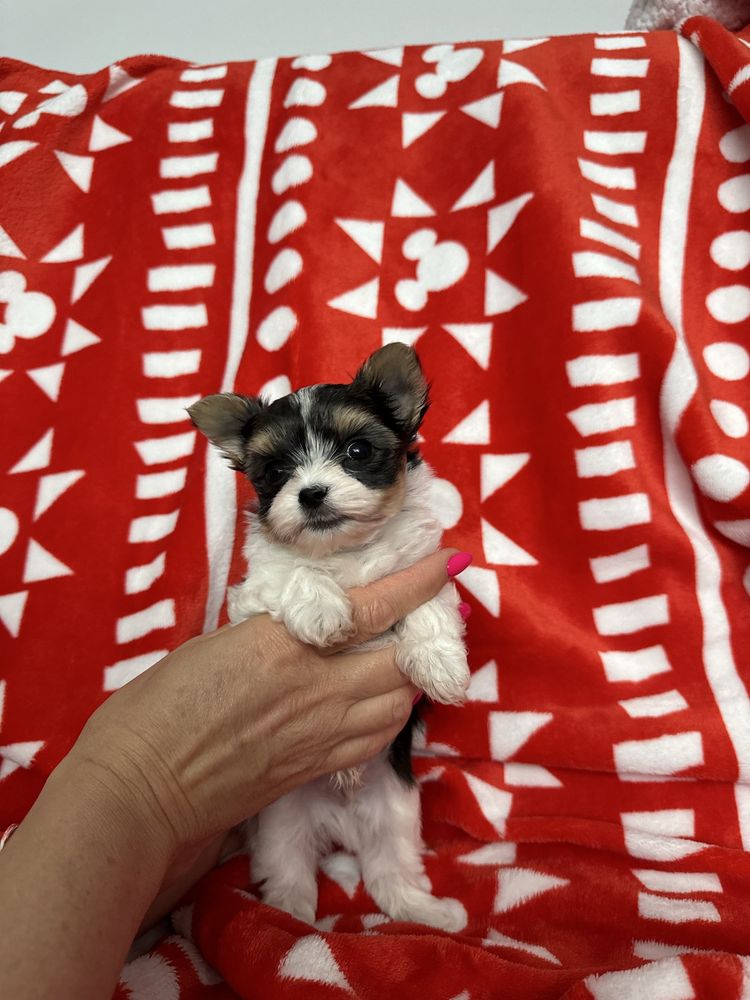 York Biewer Terrier samiec