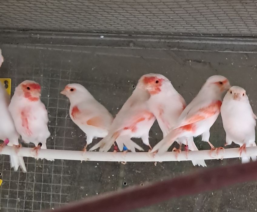 Canarios mosaicos vermelhos
