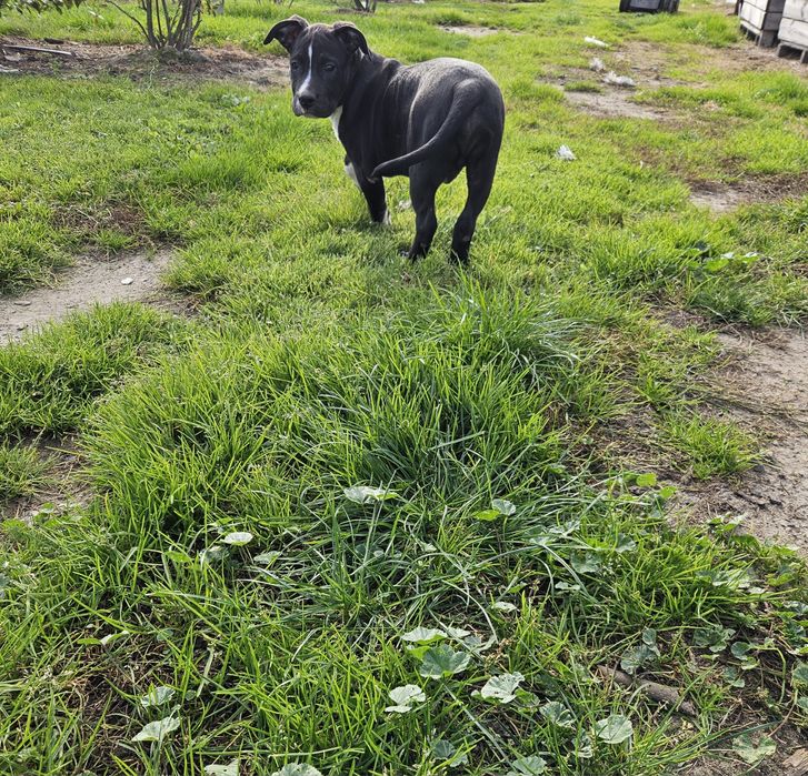 Bandog piesek szczeniak