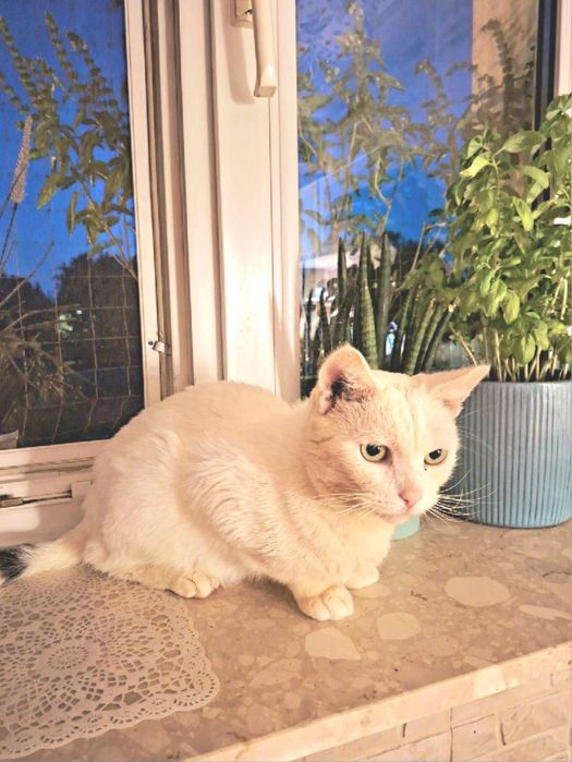 Śnieżynek do adopcji