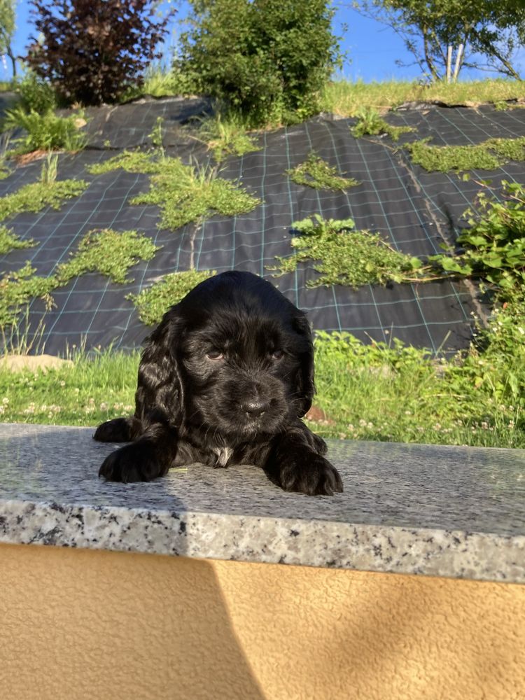 Piesek cocker spaniel angielski czarny gotowy do odbioru