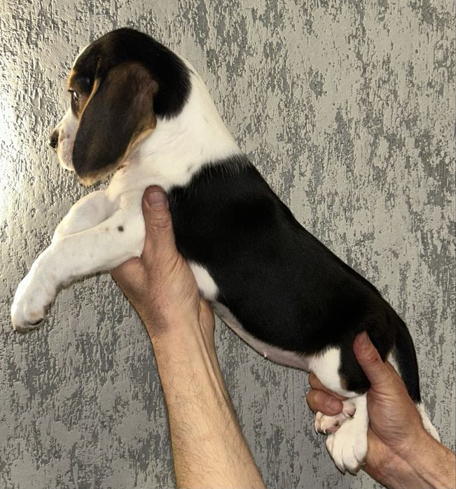 Малятка породи Бігль