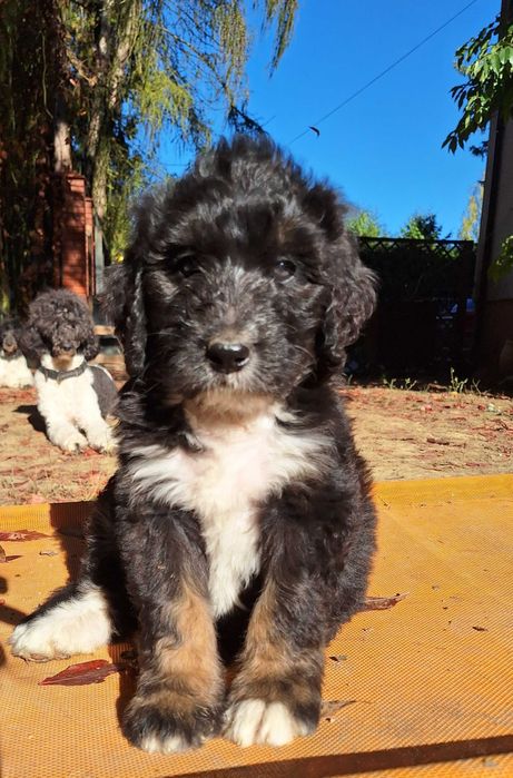 Bernedoodle Standard - unikalna, rodzice FCI
