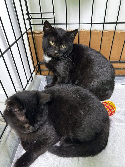 Кошенята котики шукають родини