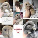 Mini lop królik króliczek hodowla zarejestrowana TOP