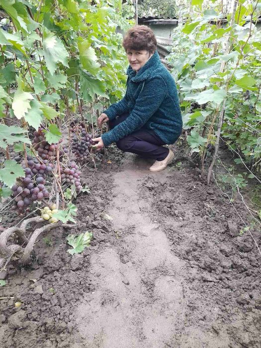 Виноград з гроною 140 грн
