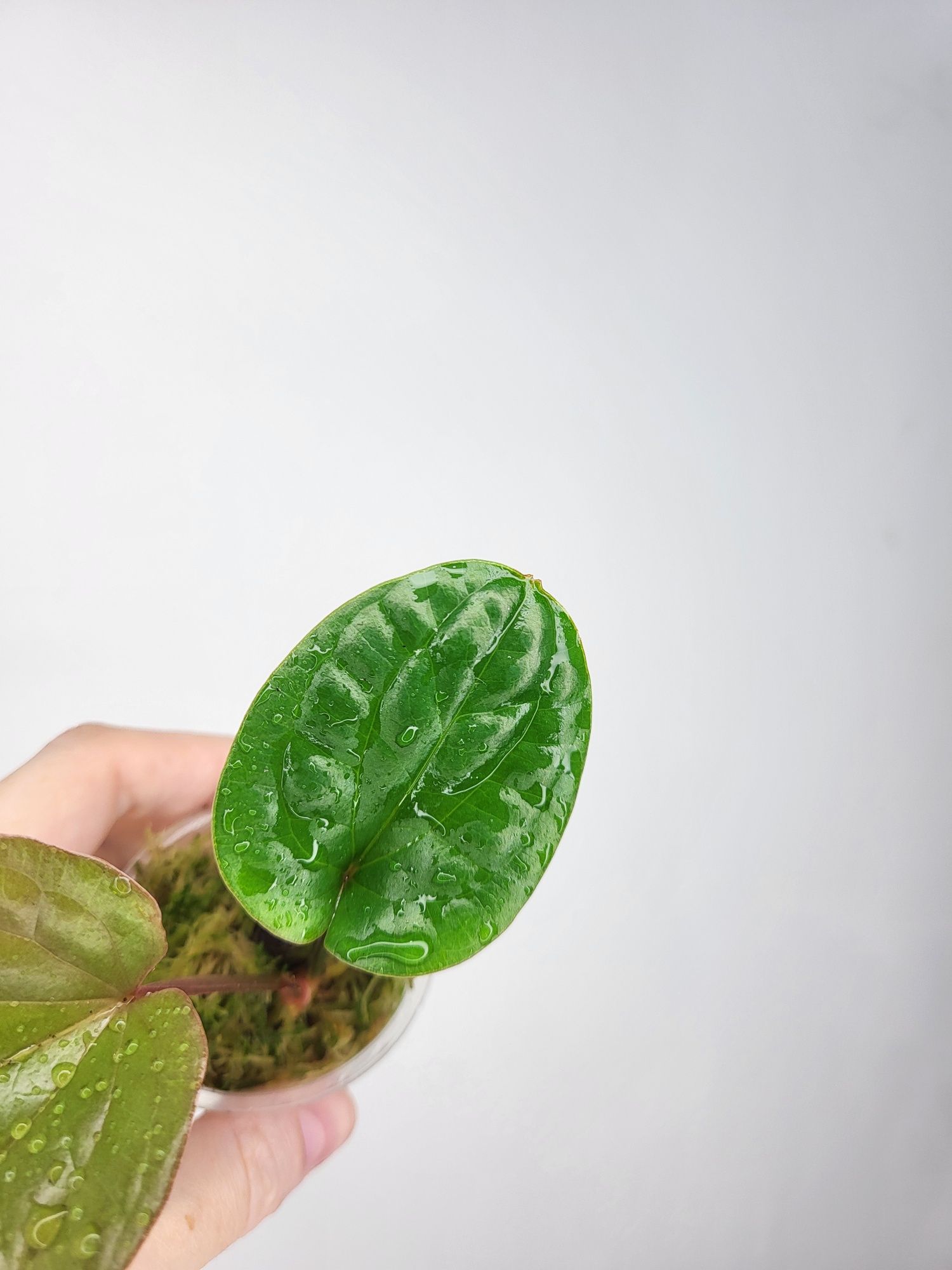 Anthurium sirih антуріум dressleri radicans не luxurians