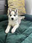 Pies rasy Siberian Husky