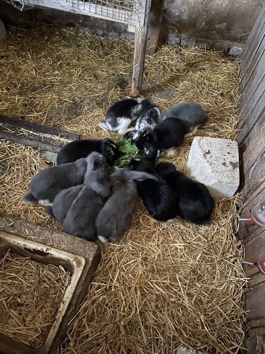 Króliki Olbrzymy Belgijskie i Barany Francuskie