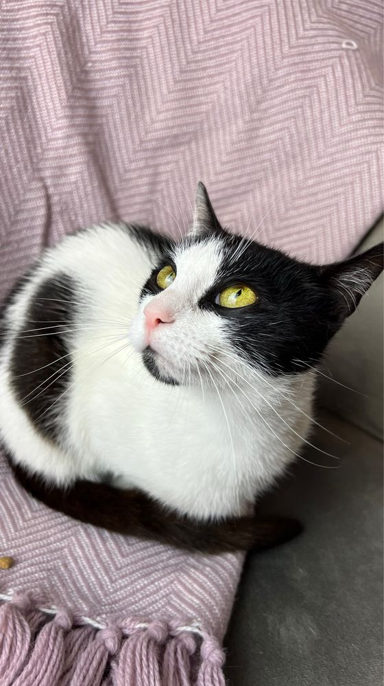 Кошеня в добрі руки !!! Кастрований і привитий! Кіт / Котик / Котеня