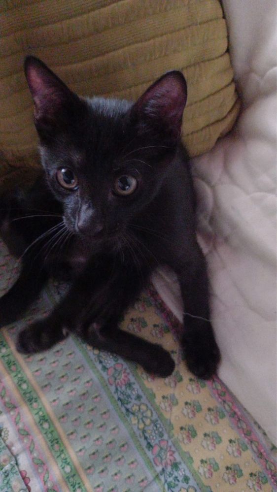 Gatinho bebé macho para adoção