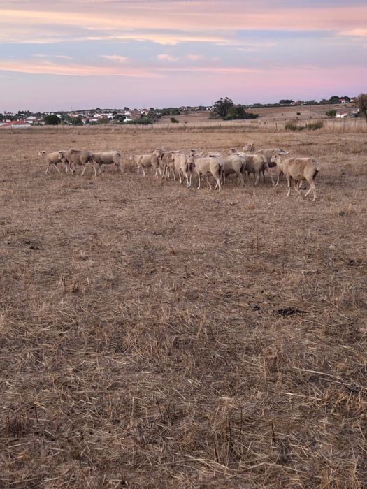 Rebanho de ovelhas e borregas