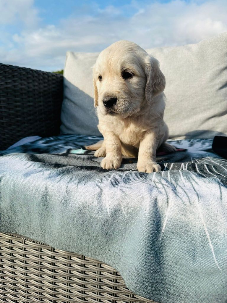 Golden Retriever   lindo