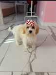 Księżniczka Maltipoo gotowa do zmiany domku