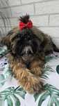 Suczka Shih Tzu 3msc