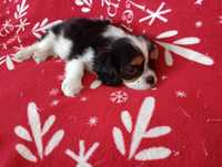 Cavalier King Charles spaniel samiec