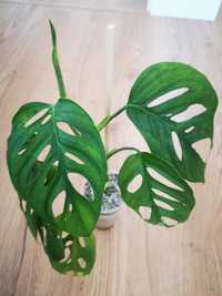 Monstera money mask mint Variegata