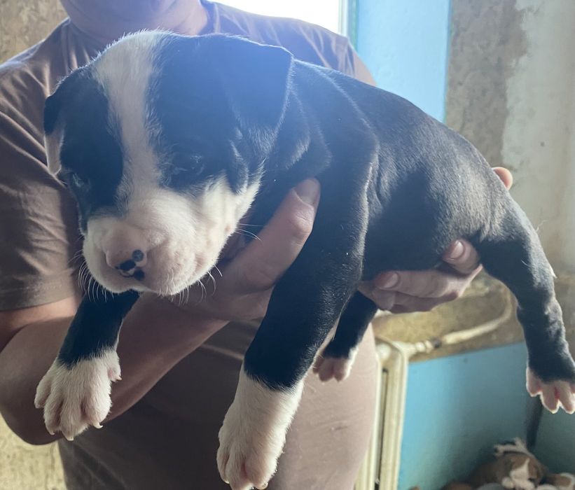 Цуценята американського стаффордширського тер'єра