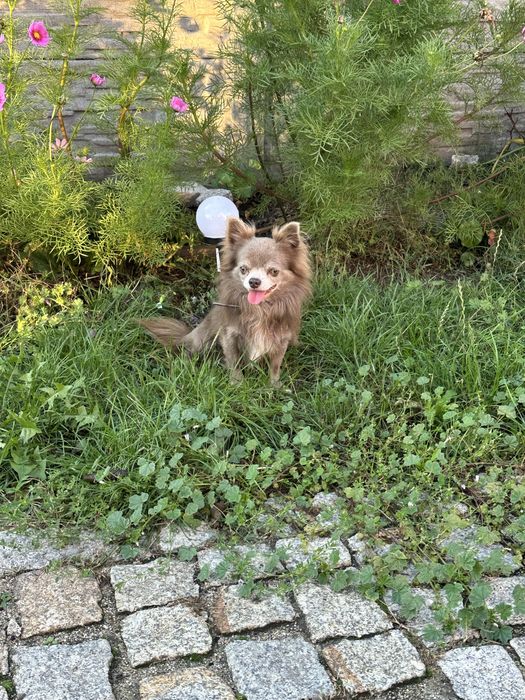 Piesek  chihuahua dlugowlosa z rodowodem  FCI