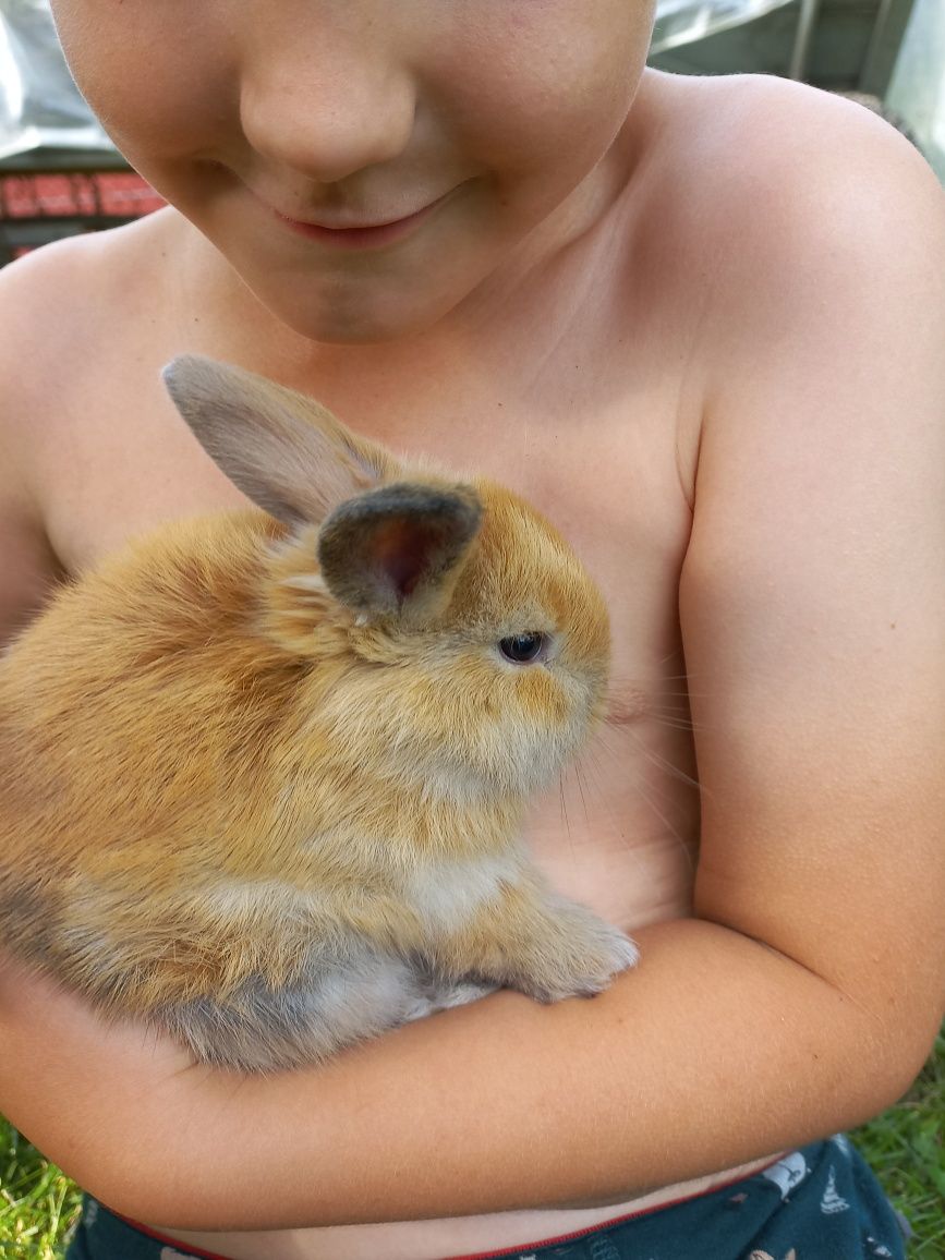 Króliczki miniaturki