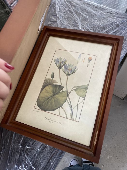 Kolekcja 2 szt obrazy obrazki rośliny roślinność kwiaty