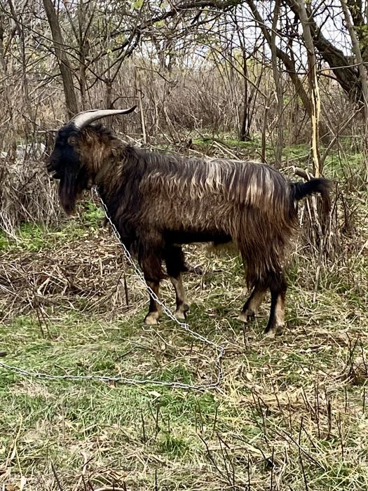 Цап, козел Ламанча